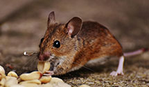 24 Hour & Emergency Exterminators in Fiskdale, MA